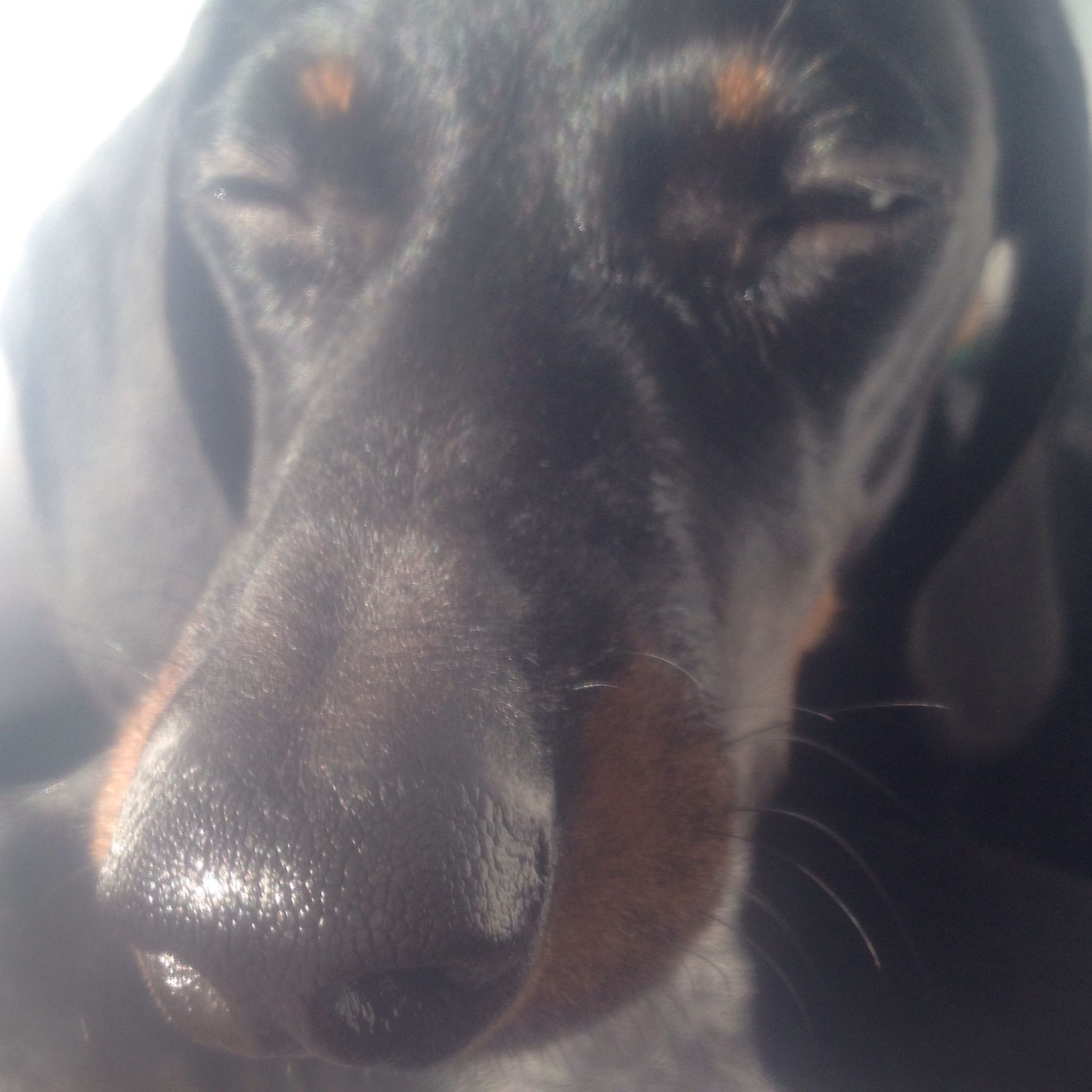 Wachst Mein Dackel Noch Hund Wachstum