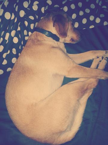 Wachst Mein Labrador Pinscher Mischling Noch Hund Klein Suss