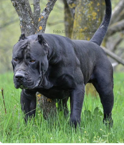ware dieser hund erlaubt in deutschland auch wenn er ein wesenstest hat tiere hundehaltung pitbull