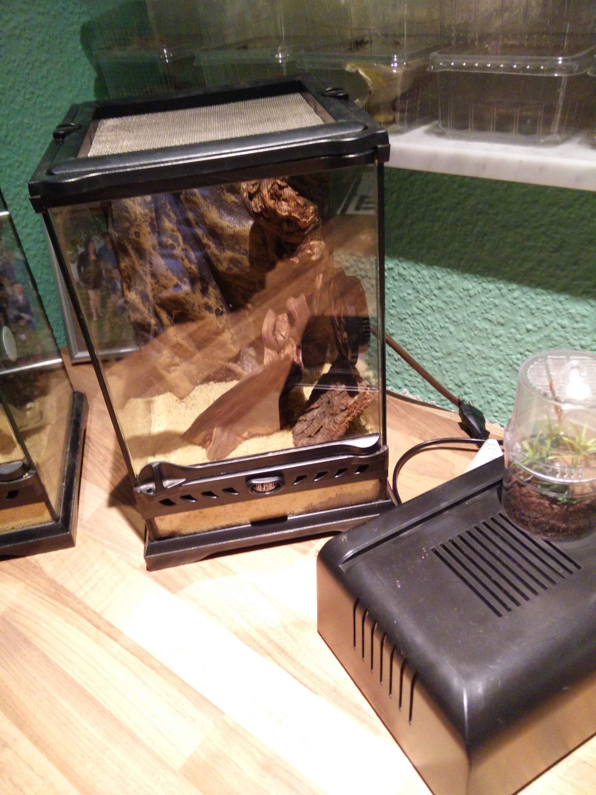 Wärmelampe für Gottesanbeterin!? (Insekten, Lampe, Wärme) - 0 Full Wärmelampe für Gottesanbeterin!? (Insekten, Lampe, Wärme) - 0 Full