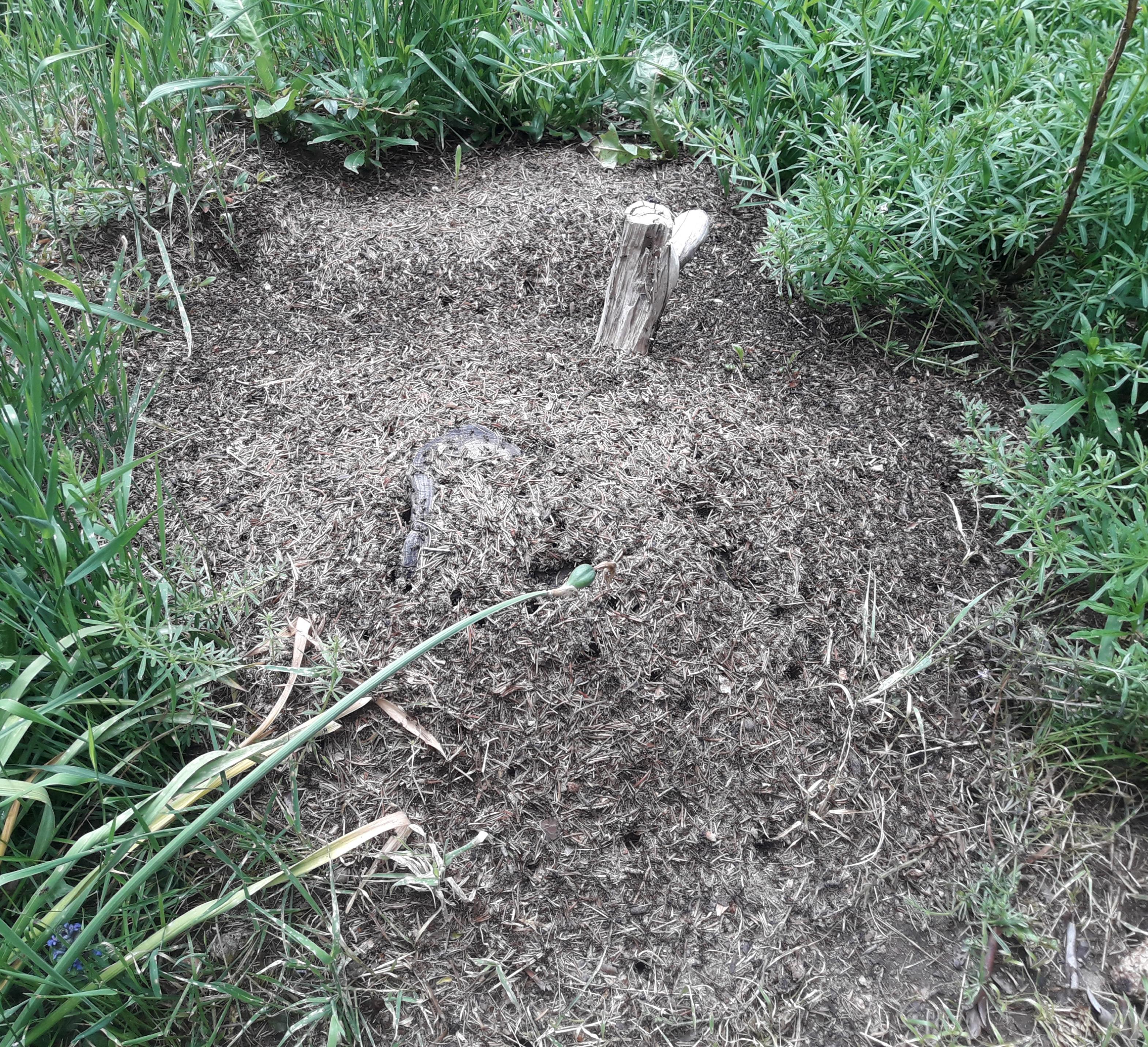 Waldameisen im Garten loswerden? (Tiere, Wald, Ameisen)