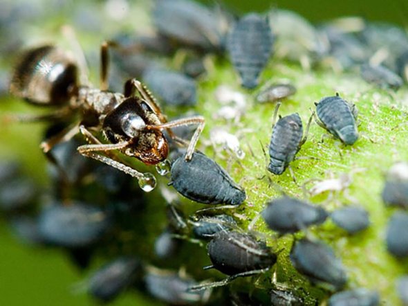 Waldhonig widerwärtig? (Insekten, Bienen, Wespen) Waldhonig widerwärtig? (Insekten, Bienen, Wespen)