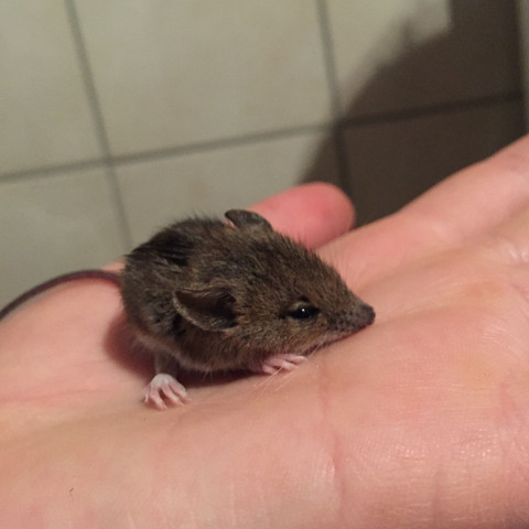 Waldmaus Experten Gesucht Tiere Tierarzt