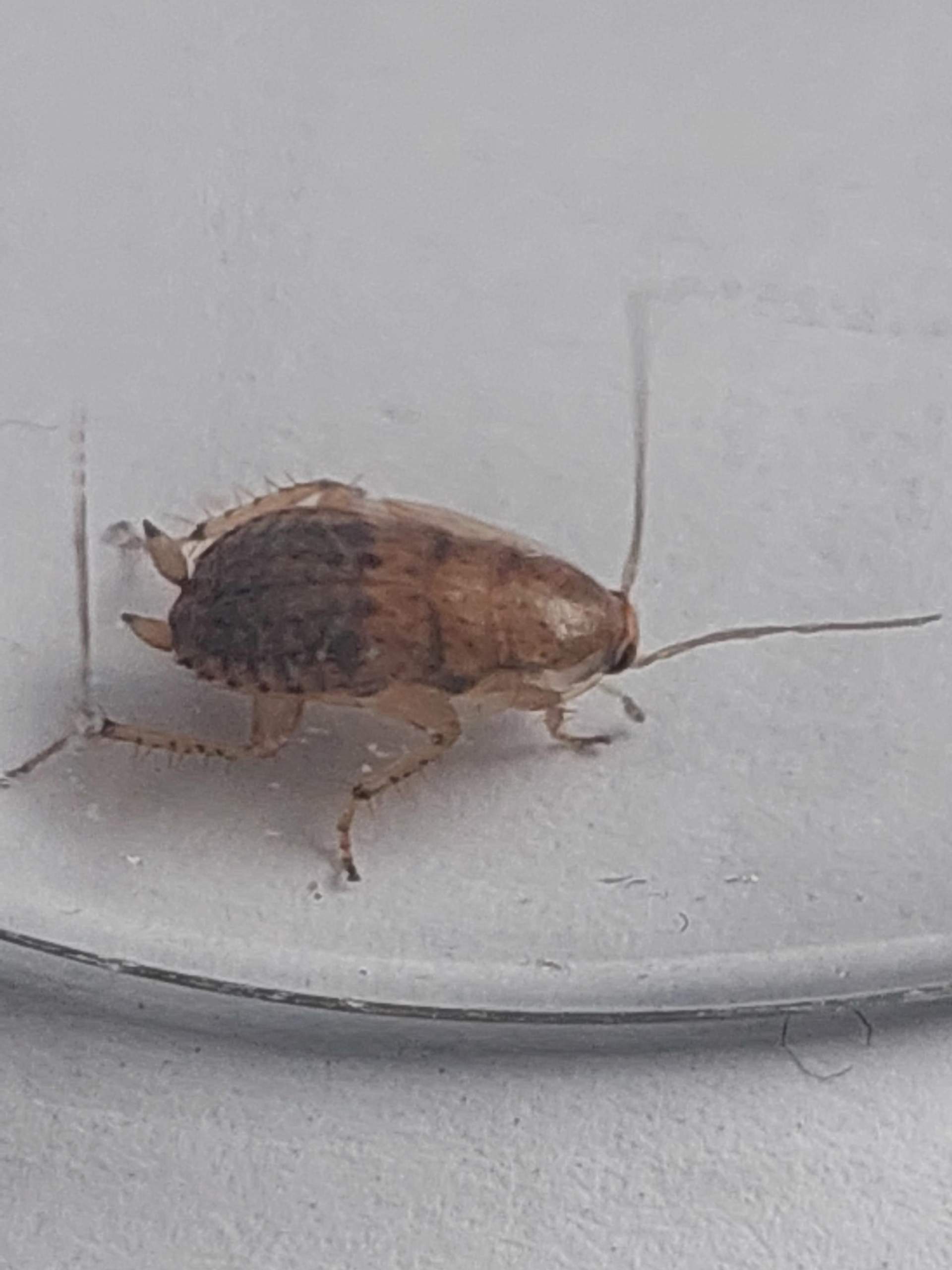 Waldschabe oder Küchenschabe oder Deutsche Schabe? (Küche, Insekten, Schädlinge)