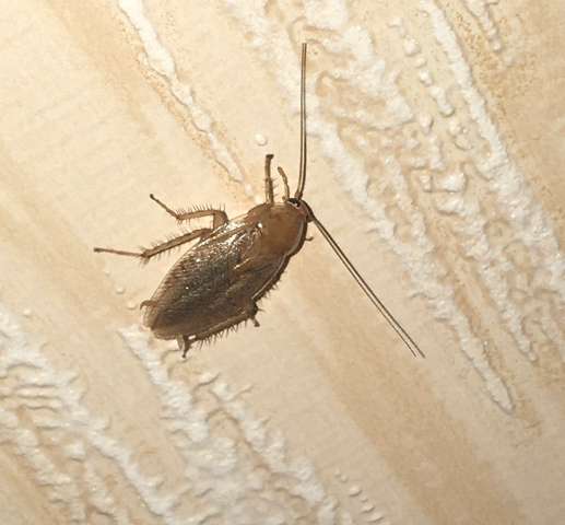 Waldschabe Oder Kuchenschabe Wichtig Insekten Schadlinge Schaben