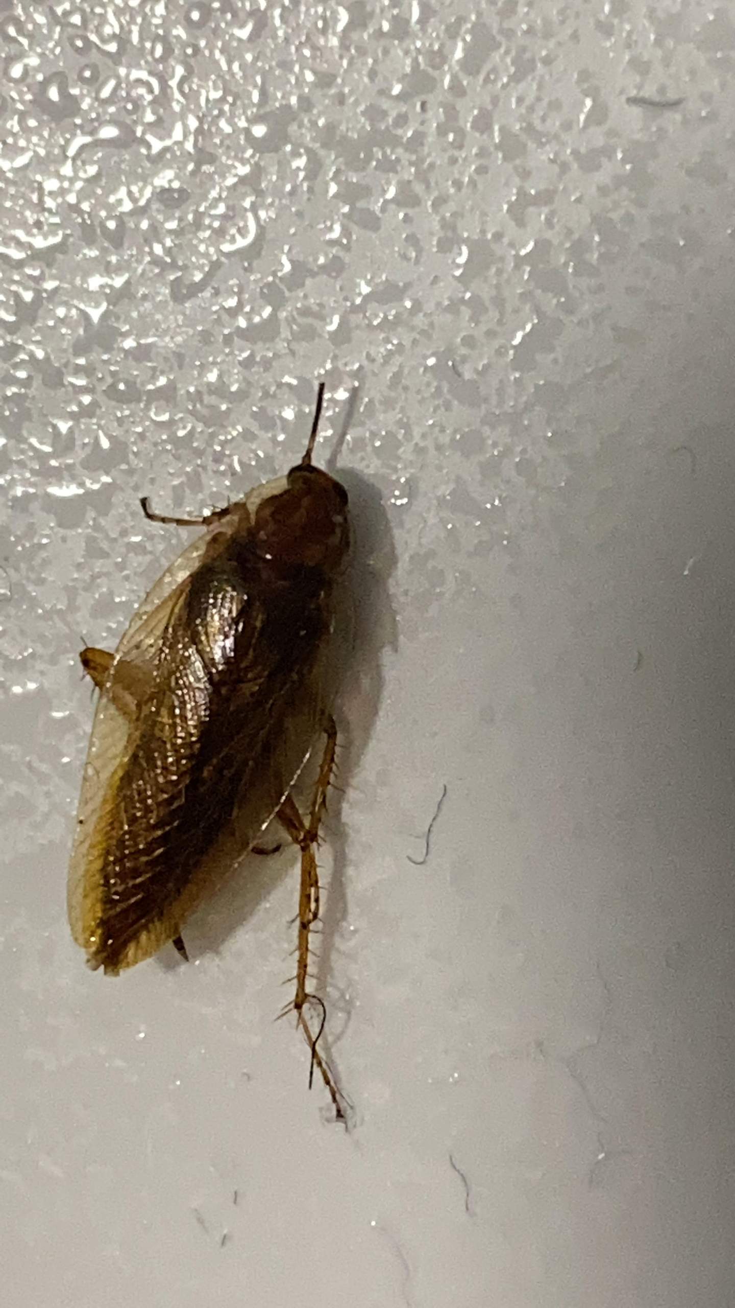 Waldschaben was tun? (Insekten, Kakerlaken, Kammerjäger)