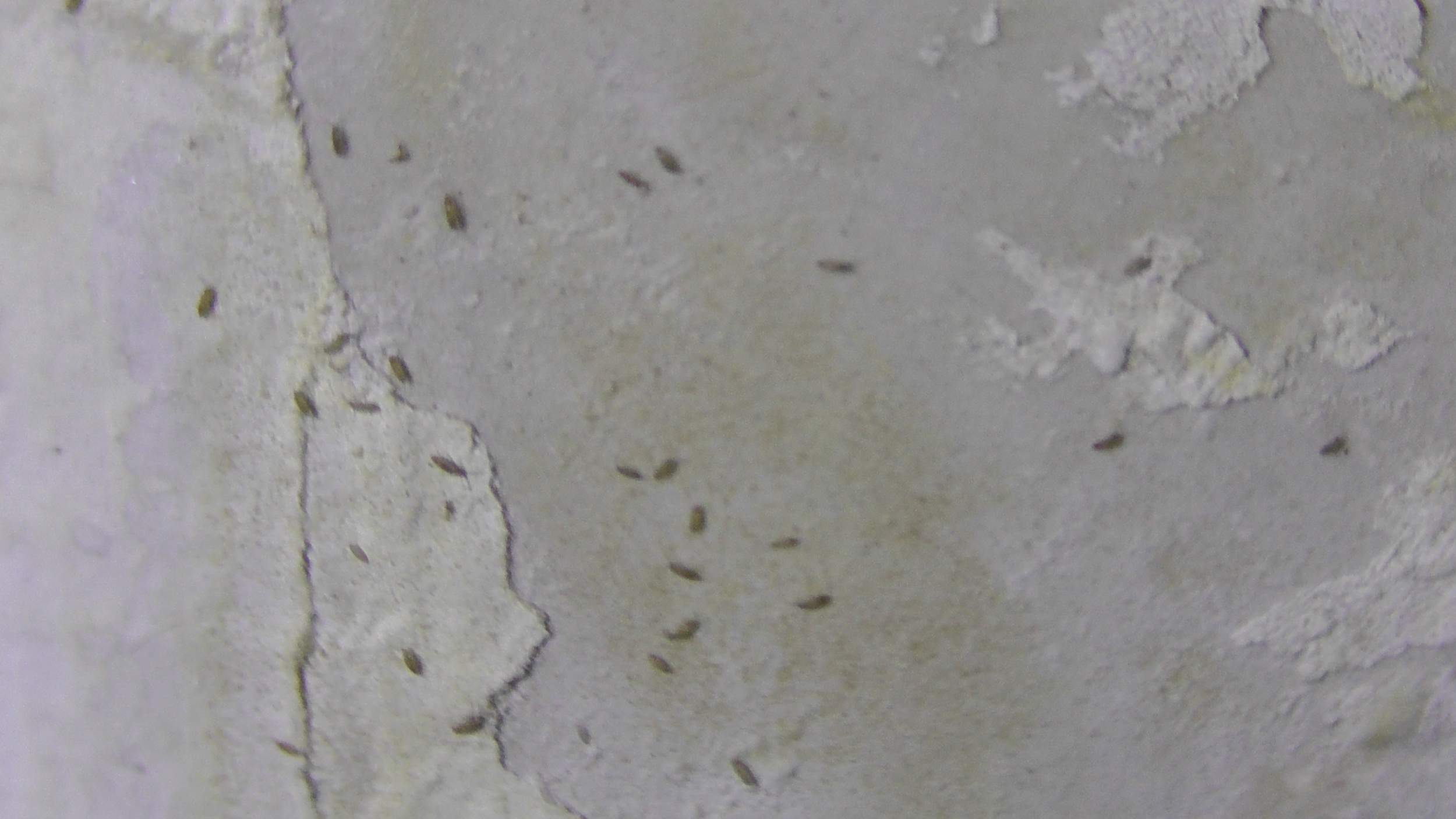 Wand feucht + Insektenbefall (Insekten, Schimmel)