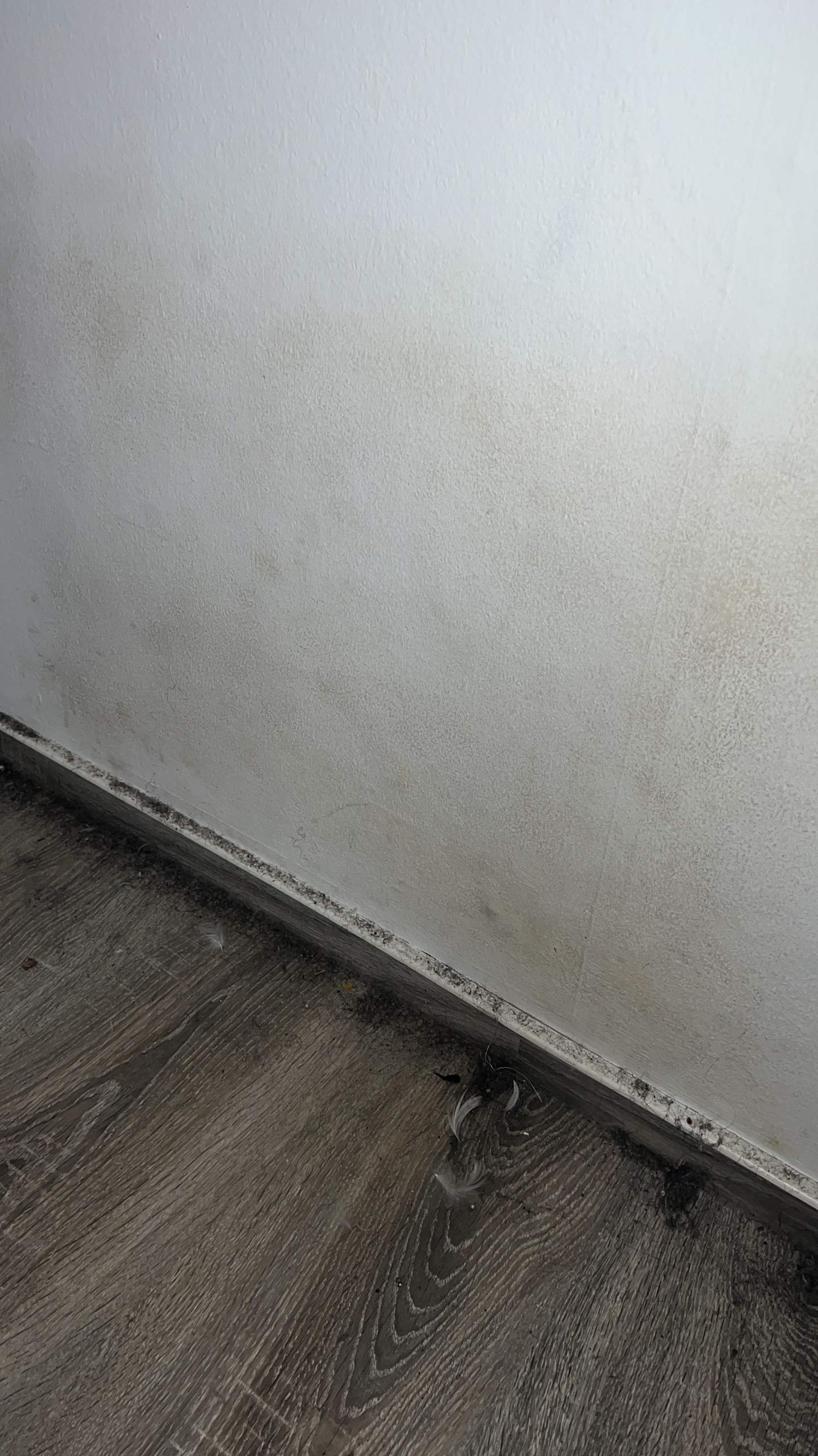 Wand feucht? (Wohnung, Haushalt, Schimmel)