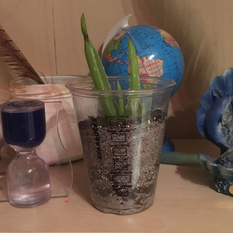 Meine Mini-Vera - (Pflanzen, Botanik, Wurzel)