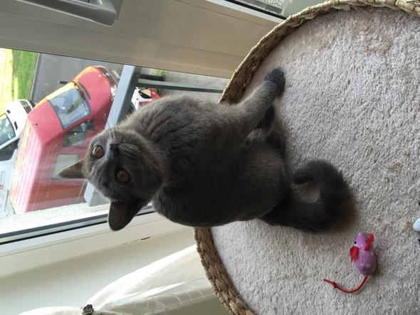 Wann Entwickelt Die Bkh Ihre Volle Augenfarbe Tiere Augen Katze