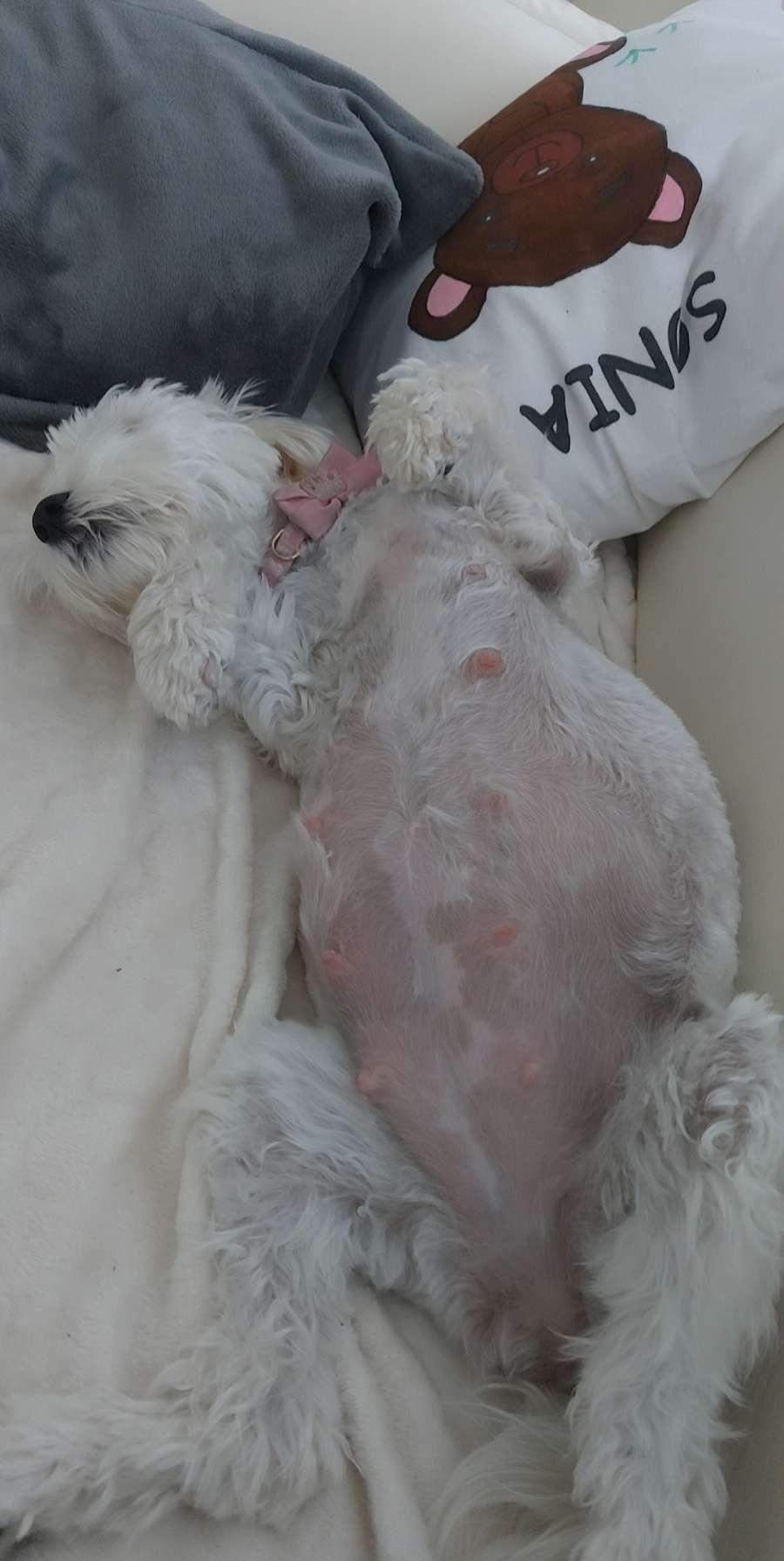 Wann gebärt meine Hündin? (Hund, Tierarzt, Welpen)
