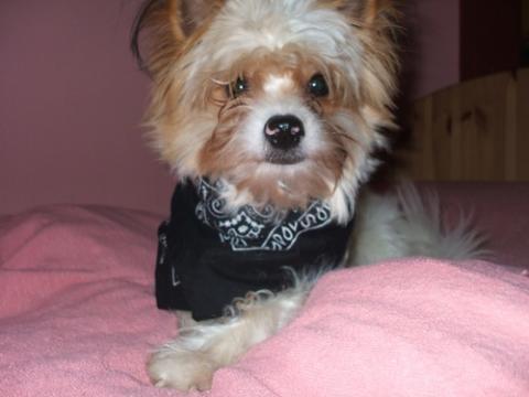 Wann Ist Ein Hund Ausgewachsen