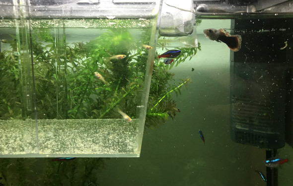 guppy babys in ableichkasten - (Fische, Aquarium, Guppy)