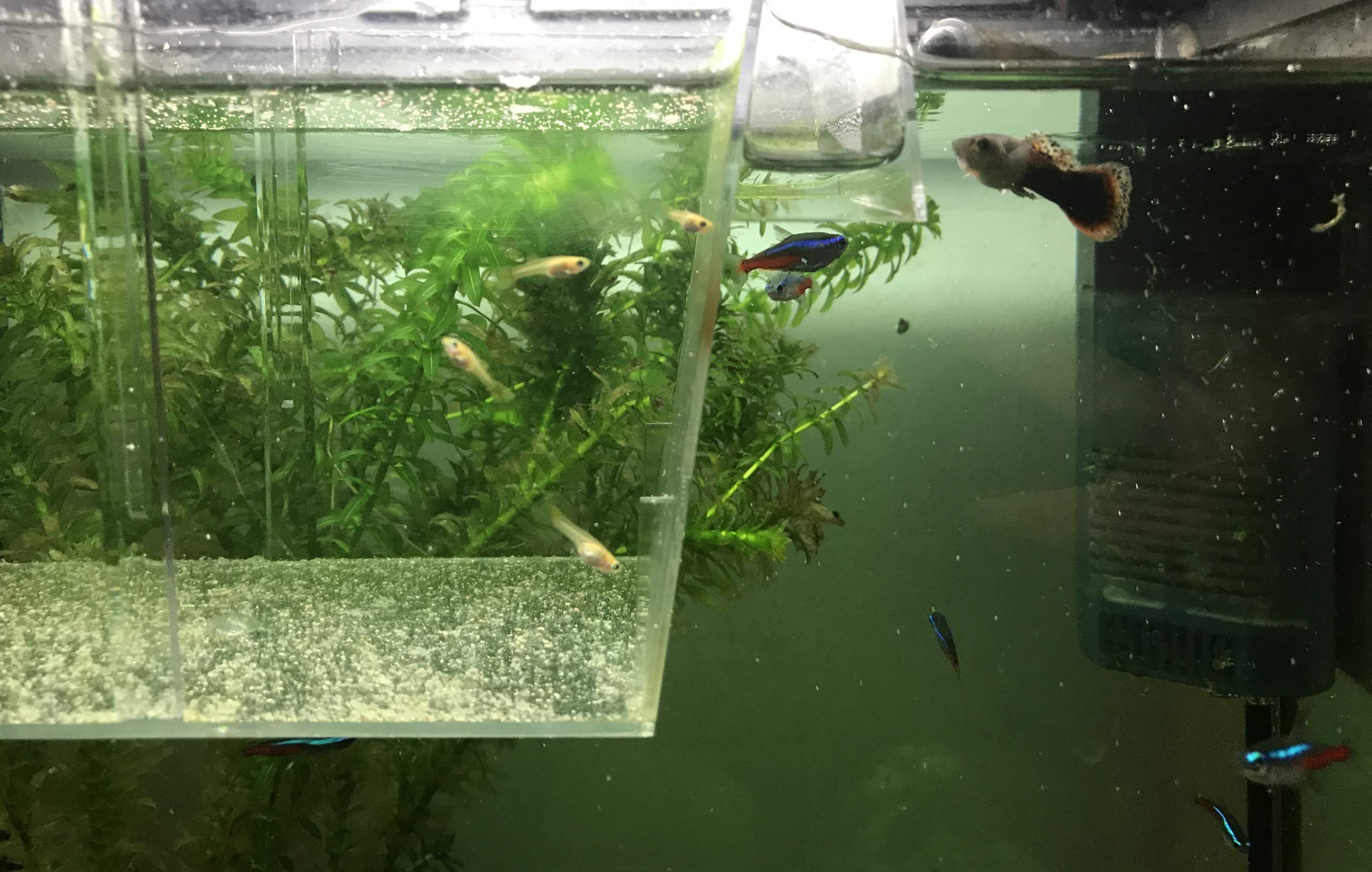 Wann kann ich meine Guppy Babys aus dem Aufzuchtbecken rausgeben