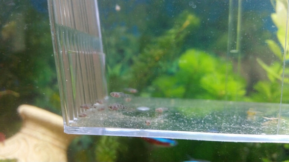 Wann kann man Baby-Platys ins Aquarium zu den anderen Fischen ohne dass