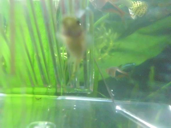 das ist es von unten:) - (Baby, Fische, Aquaristik)