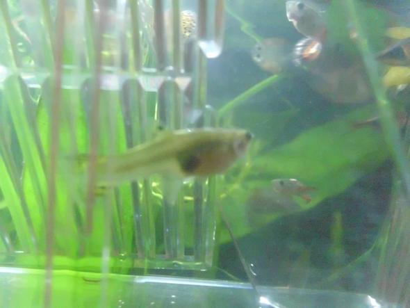 und das von der seite:) - (Baby, Fische, Aquaristik)