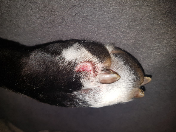 wann muss hundewunde genaht werden gesundheit hund tierarzt