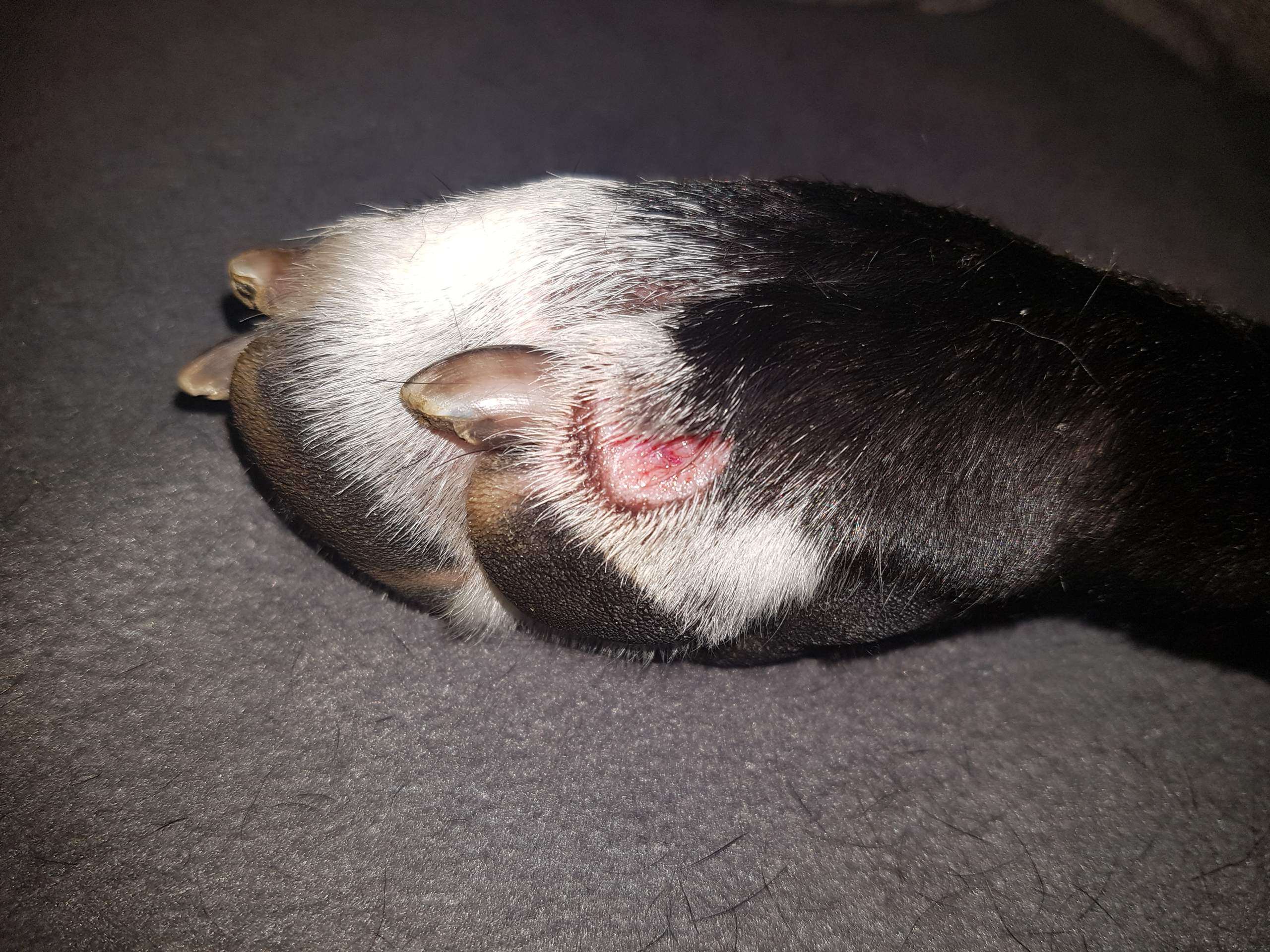 Wann muss Hundewunde genäht werden? (Gesundheit, Hund, Tierarzt)