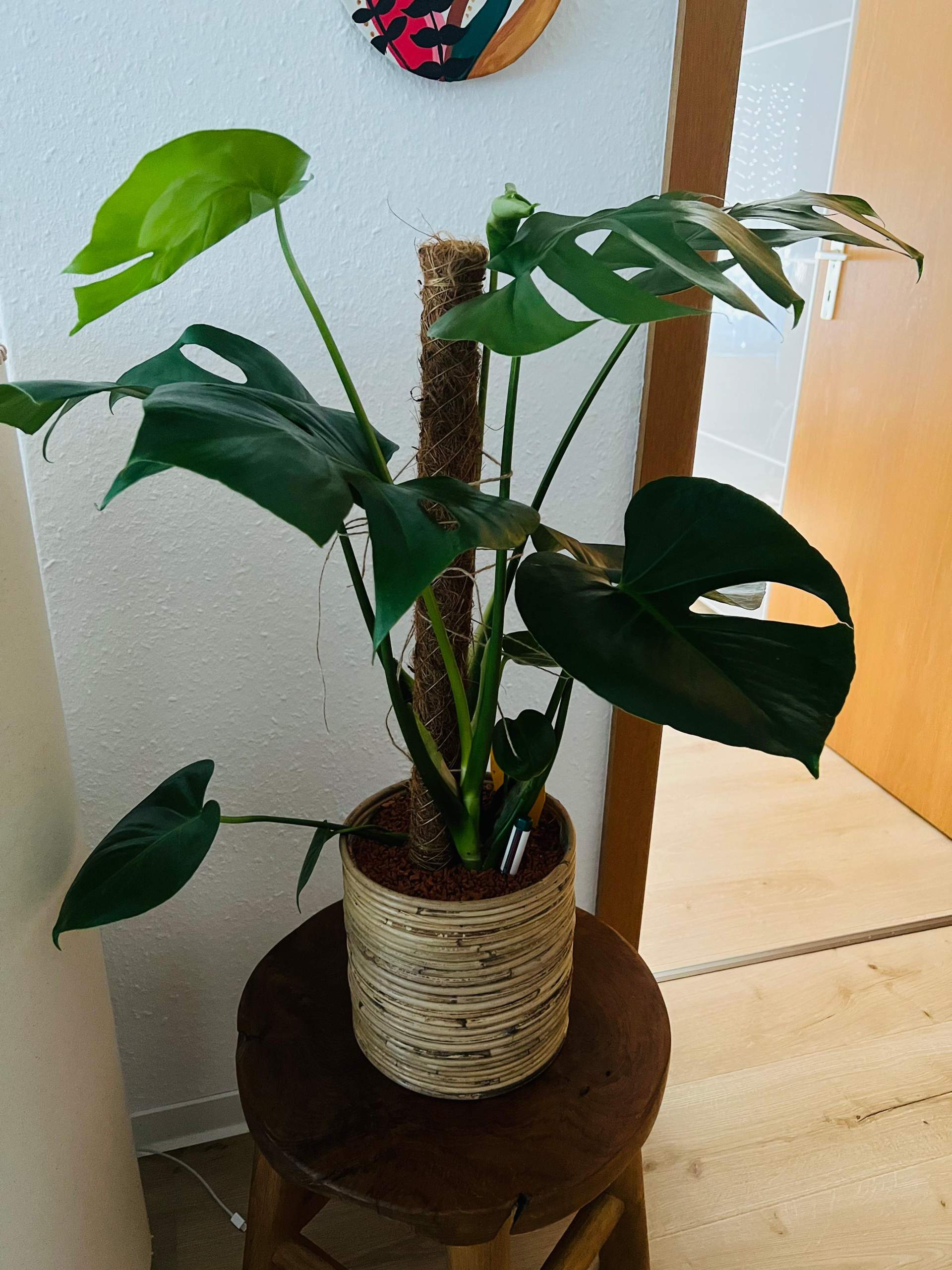 fertilizer for philodendron Philodendron Plant Food – Enriched, Bioavailable Liquid Fertilizer main image 1