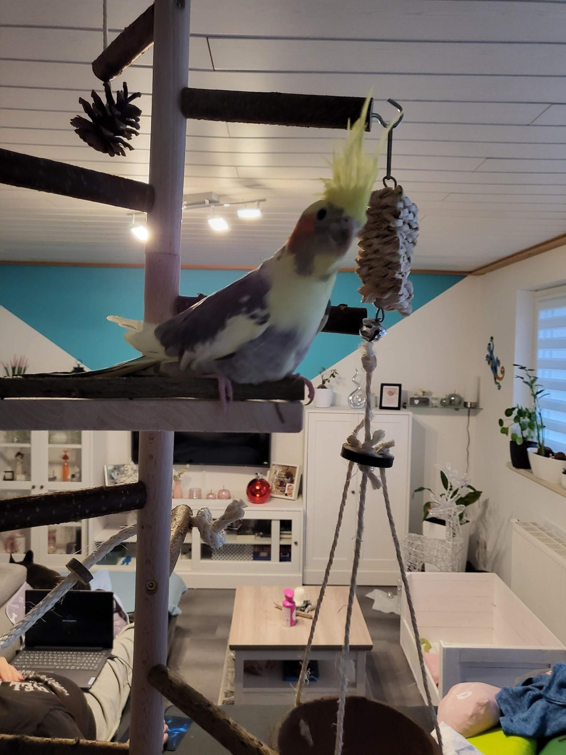 Ab Wann Darf Ein Hahn Morgens Krähen www.gutefrage.net