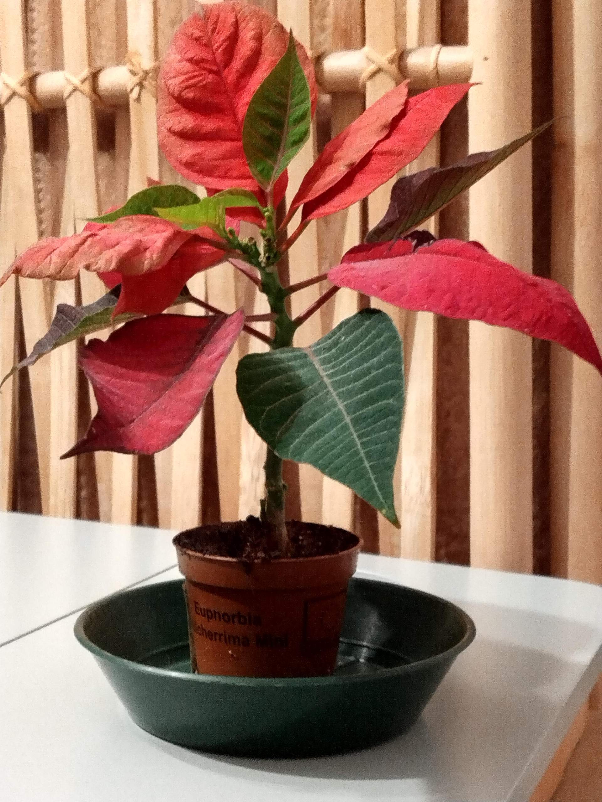Wann soll ich den Weihnachtsstern umtopfen? (Pflanzenpflege, Zimmerpflanzen)