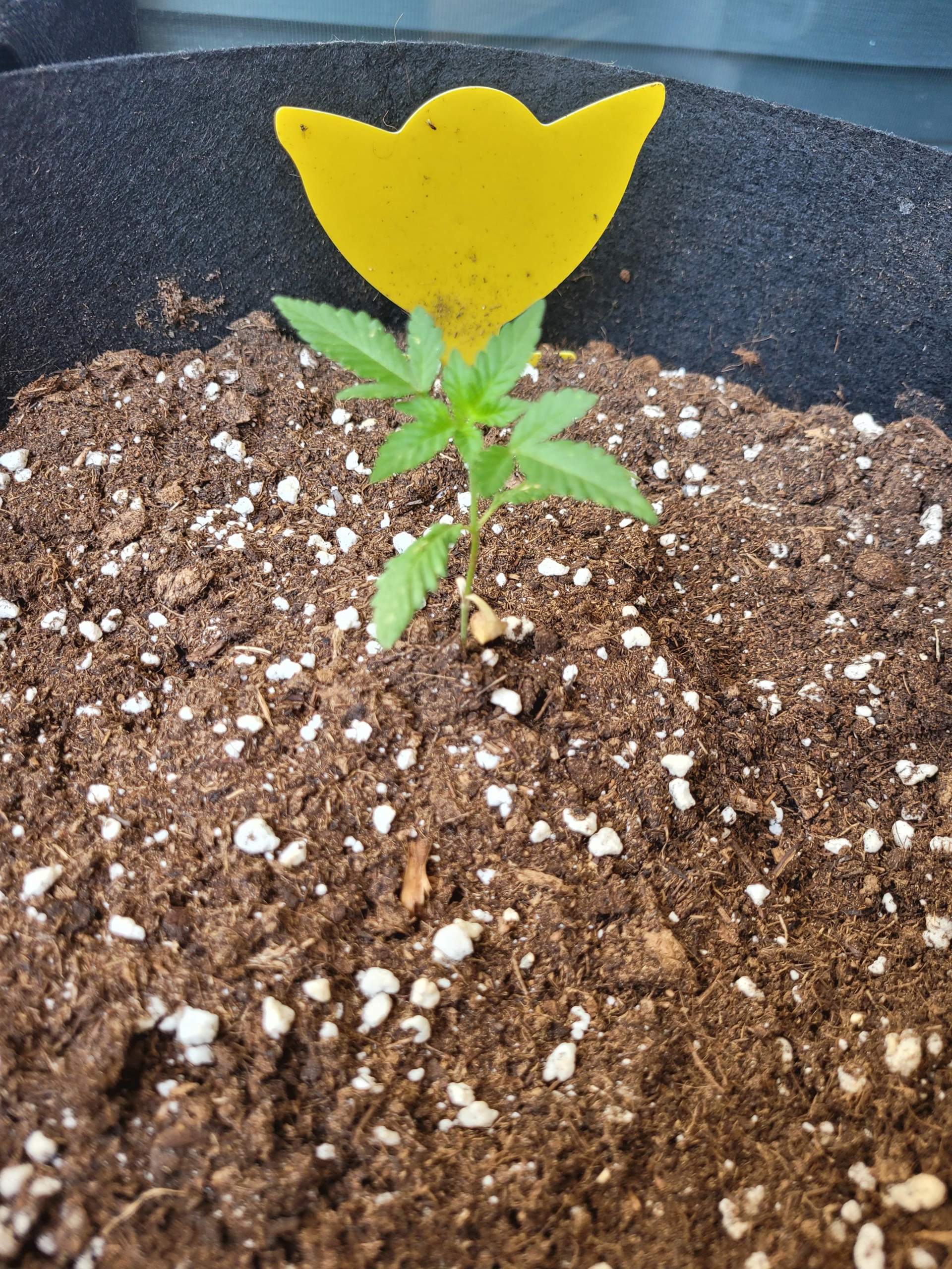 Wann soll ich meine Cannabis Pflanzen düngen? (Pflanzenpflege