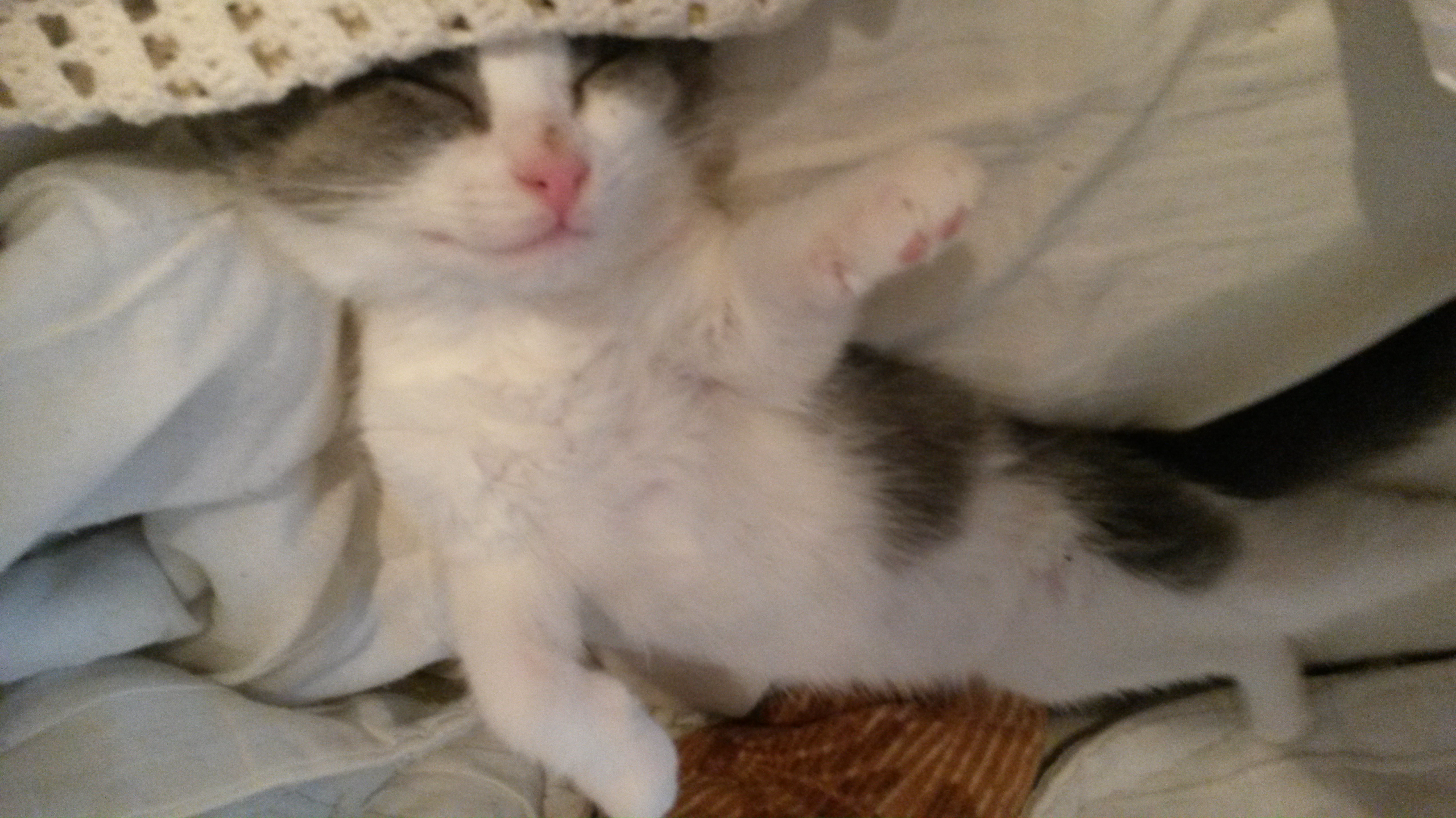 Wann Sollte Man Eine Junge Katze Sterilisieren Katzen