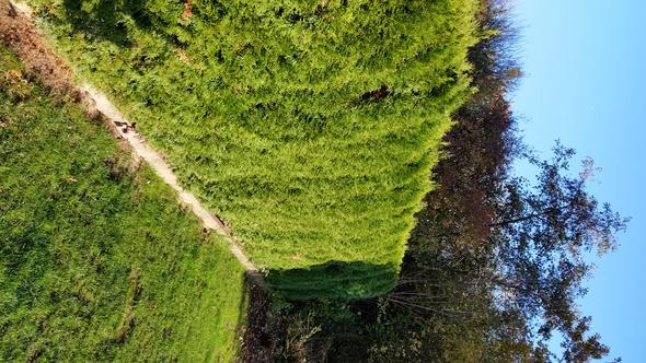 hecke - (Garten, Heckenschnitt)