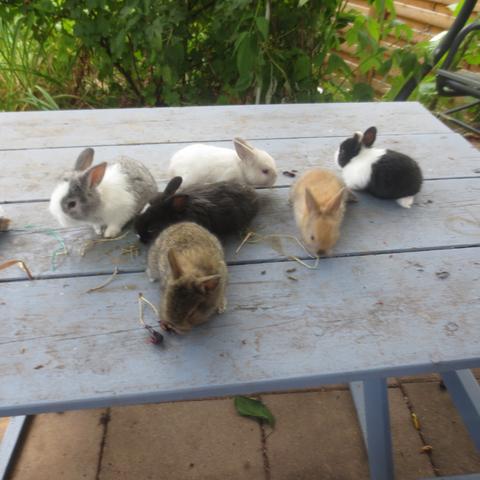 die 6 babys - (Freizeit, Kaninchen, Kaninchenbabys)