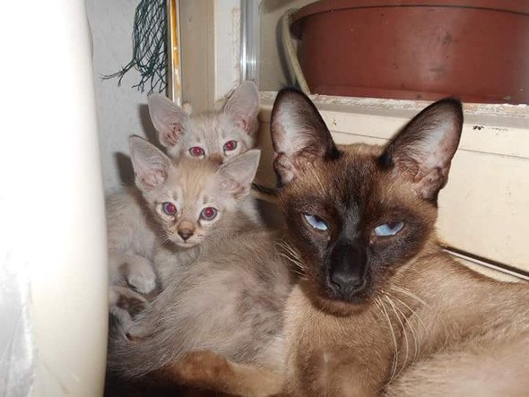 Wann Verlieren Katzen Ihre Blauen Augen Tiere Augenfarbe Kitten