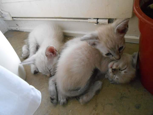 Wann Verlieren Katzen Ihre Blauen Augen Tiere Augenfarbe Kitten