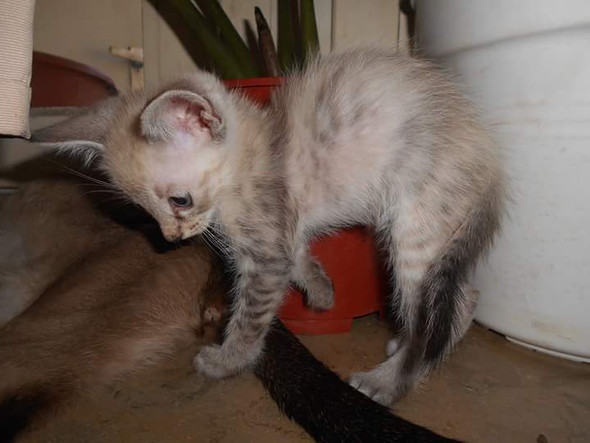 Wann verlieren Katzen ihre blauen Augen? (Tiere, Augenfarbe, Kitten)