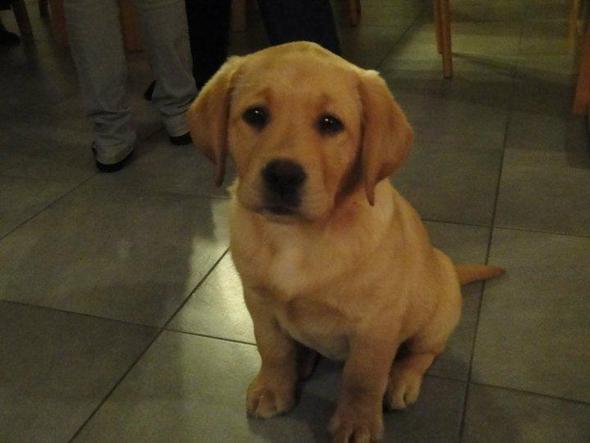 43+ frisch Bilder Wann Wird Ein Hund Stubenrein : Joggen mit Hund: Ab wann, wie oft, wie lange? Übungen ... / Bis man den hund stubenrein kriegt, kann es also eine zeit dauern. 43+ frisch Bilder Wann Wird Ein Hund Stubenrein : Joggen mit Hund: Ab wann, wie oft, wie lange? Übungen ... / Bis man den hund stubenrein kriegt, kann es also eine zeit dauern.