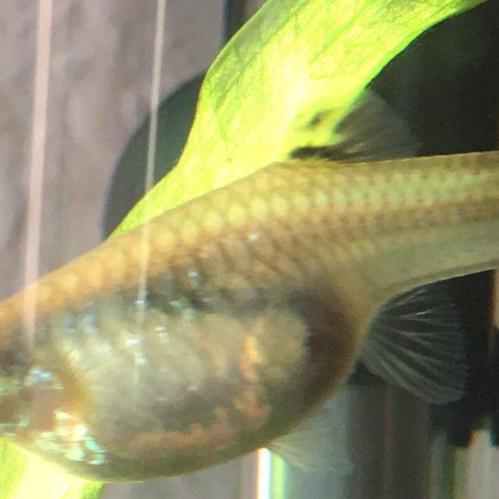 Wann wird mein Guppyweib. gebären (Bilder)? (Fische, Aquarium, Aquaristik)