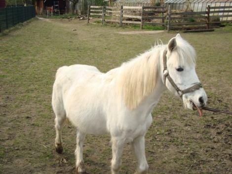 Chico. R.I.P. - (Pony, Rasse, Welsh-pony)