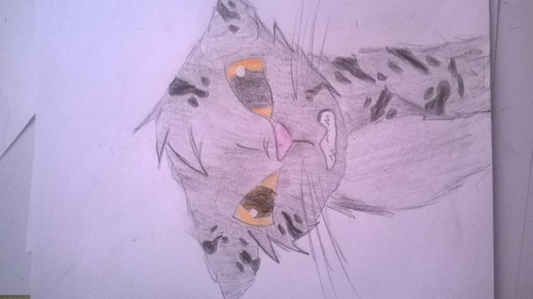 Kater - (Name, Warrior Cats)