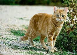 1 Katze  - (Katze, Name, Warrior Cats)