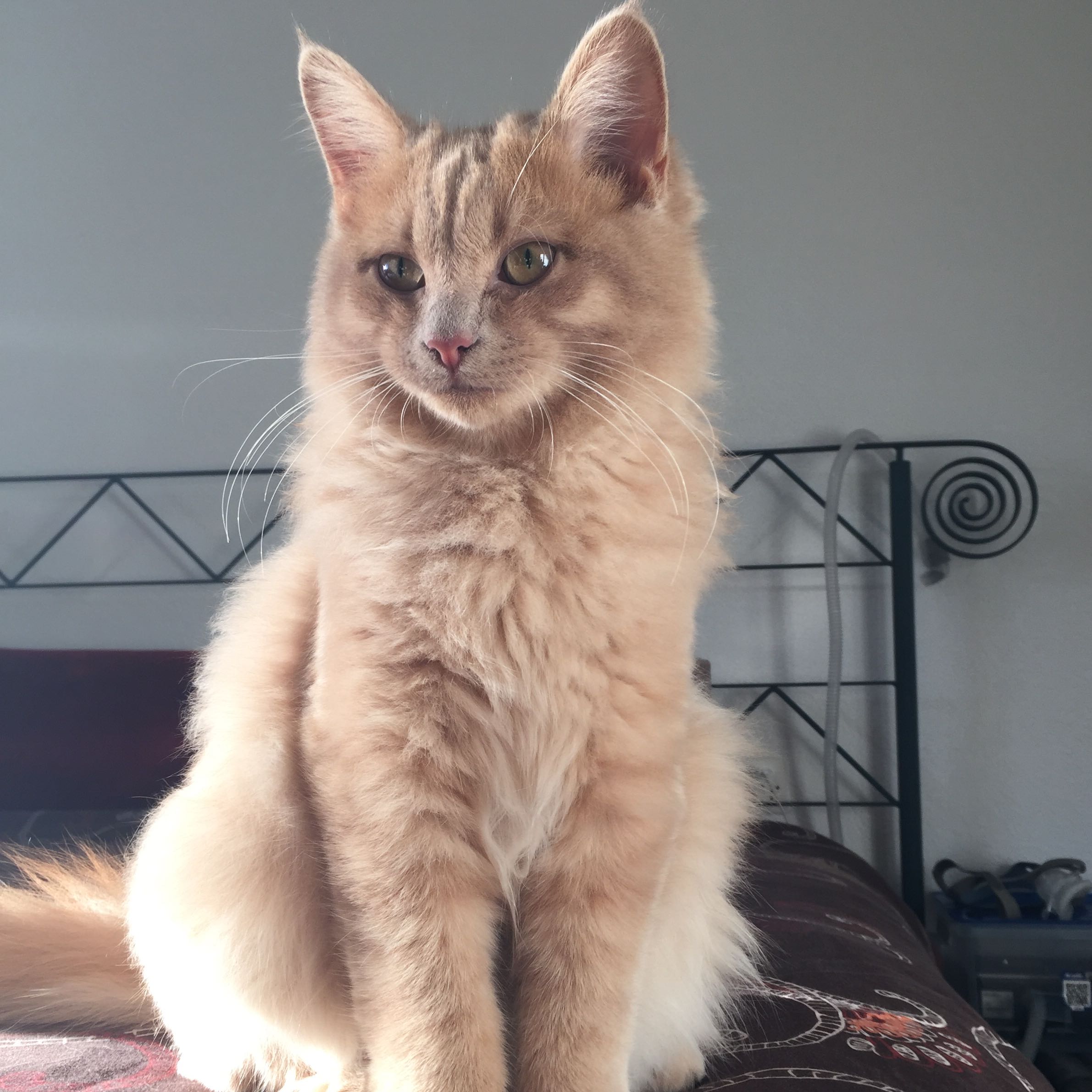 Warrior Cats Name für Katze? (Namen, krieger)