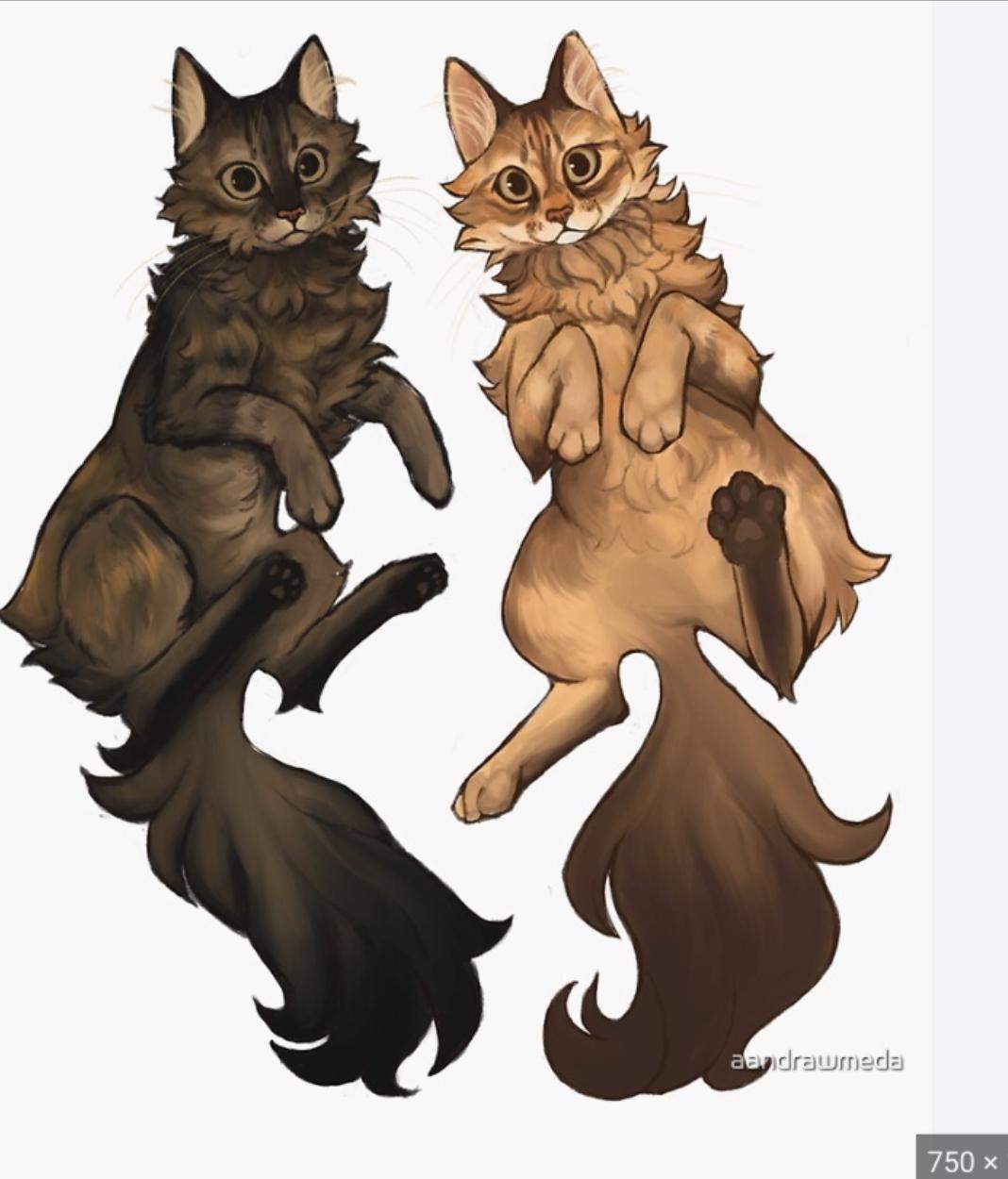 warrior-cats-namen-f-r-diese-beiden-katzen-fanfiction-warrior-cats-name