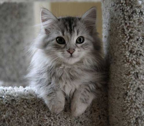 Warrior Cats Namen Ja Ich Weiß