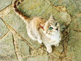 Bild1 - (Bilder, Katzen, Namen)