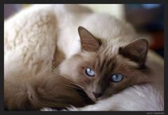 Bild2 - (Bilder, Katzen, Namen)