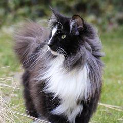 Bild3 - (Bilder, Katzen, Namen)