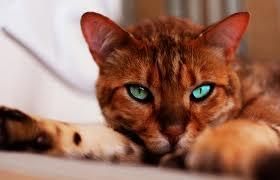 Bild4 - (Bilder, Katzen, Namen)