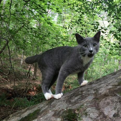 Clan namen deutsch Clan namen deutsch