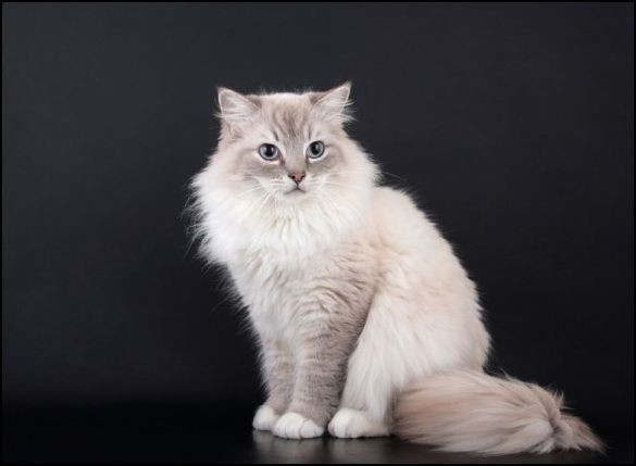 Das ist sie:) - (Tod, Warrior Cats)