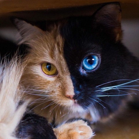 Warriorcats Vorsilbe Für Eine 2 Faced Cat Tiere Katze