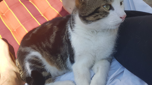 Katze Bild Katze Macht Gerausche Beim Atmen