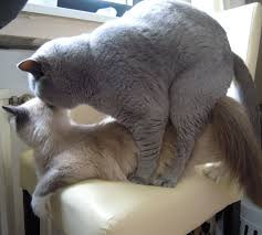 Warum Beissen Sich Katzen Beim Sex In Den Nacken Katze Biss Warum Beissen Sich Katzen Beim Sex In Den Nacken Katze Biss